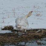 Karl beim Friseur trifft Schwan