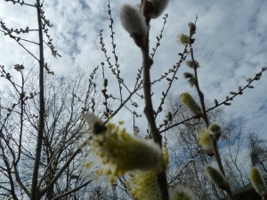 Ach Frühling auch an den Bäumen