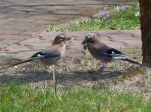 Blaubl. und schon suchen sie Polsterzeug