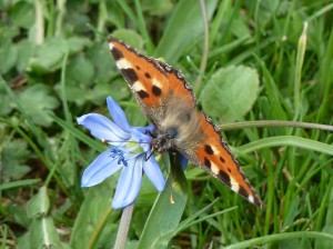 Blaubl.Schmetterling