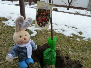 Frühlingsgr.Kirschbaum wird eingepflanzt