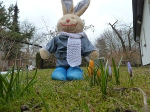 Frühlingsgrüße Karl weckte die Krokusse