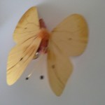 Buntes Schmetterling1