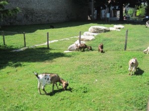 Rheinfelden Tiere 2