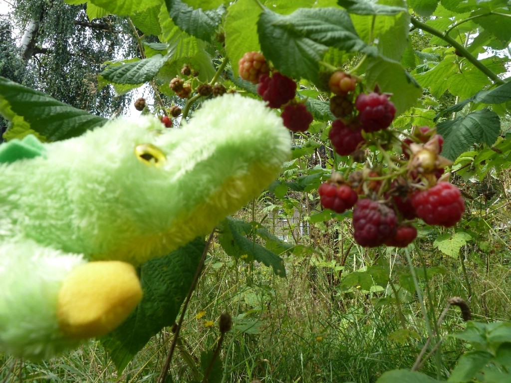 Aurora bei den Himbeeren.Was ist das