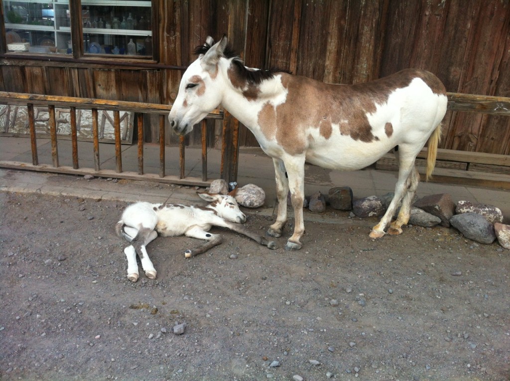 Kimreise Eselmama mit Baby