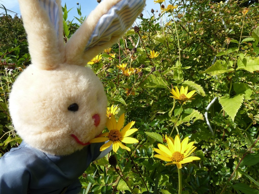 Pflaumenerntezeit gelbe Blumen