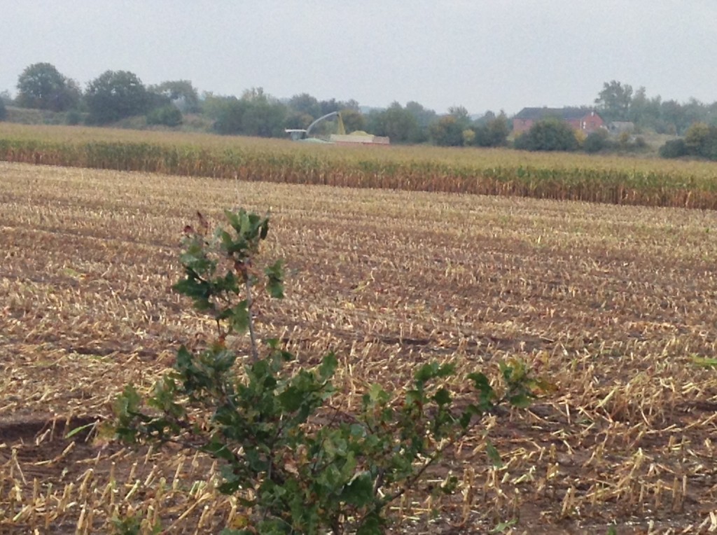 Schleswig Feld leer, hinten noch Mähdrescher