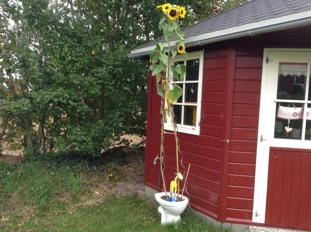 Schleswig im Garten Sonnenblume, Klo