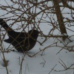 23.1.!$ aMSEL Redet mit Karl