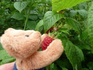 13.6.14 Maxl an den Himbeeren