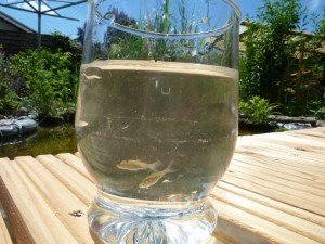 14.6.14 Nein, ein Glas mit fischbabys