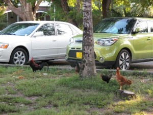 2059 Parkplatz mit Hühnern